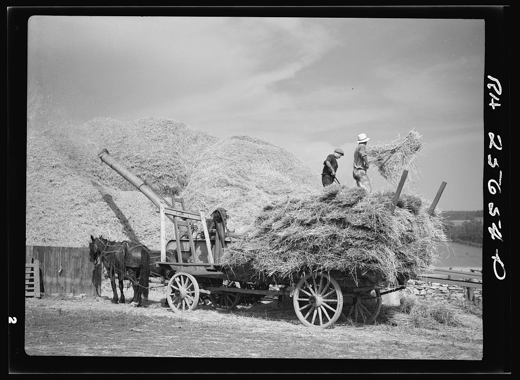Threshing Wheat (1937)